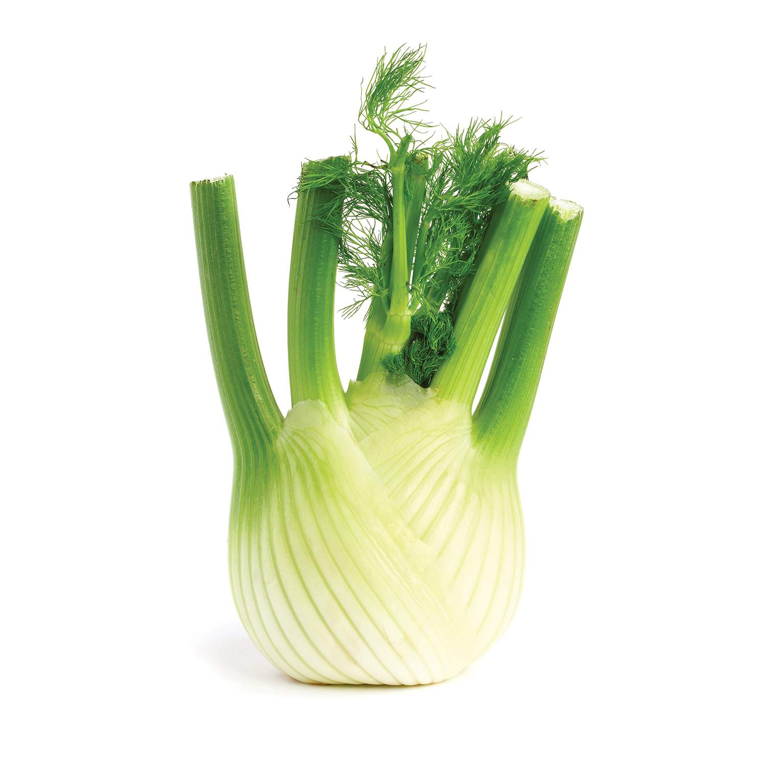 Komorač | Idea
